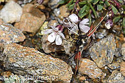 Kriechendes Gipskraut (Gypsophila repens)