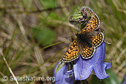 Bärtige Glockenblume (Campanula barbata)