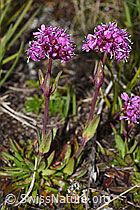 Alpen-Pechnelke (Silene suecica) (08.08.2021, F190459)