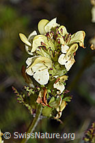 Knolliges Läusekraut (Pedicularis tuberosa) (F190462) Knolliges Läusekraut (Pedicularis tuberosa) (F190462)