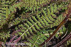 Knolliges Läusekraut (Pedicularis tuberosa) (F190463) Knolliges Läusekraut (Pedicularis tuberosa) (F190463)