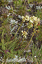 Knolliges Läusekraut (Pedicularis tuberosa) (F190468) Knolliges Läusekraut (Pedicularis tuberosa) (F190468)