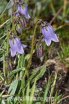 Bärtige Glockenblume (Campanula barbata) (F190469)