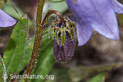 Bärtige Glockenblume (Campanula barbata) (F190471)