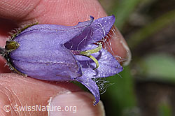 Bärtige Glockenblume (Campanula barbata) (F190473)