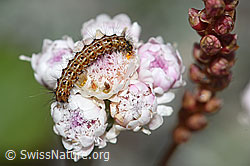 Blüte des Katzenpfötchen