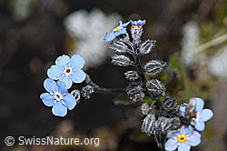 Alpen-Vergissmeinnicht (Myosotis alpestris) (08.08.2021, F190513)