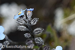 Alpen-Vergissmeinnicht (Myosotis alpestris) (08.08.2021, F190514)
