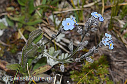 F190519: Alpen-Vergissmeinnicht (Myosotis alpestris)