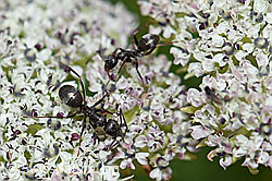 Formica lemani (Waldameise) auf Zwerg-Mutterwurz (Ligusticum mutellinoides) (F190521)