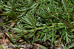 Zwerg-Mutterwurz (Ligusticum mutellinoides) (F190528)