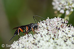 Hoplocryptus bellosus (Schlupfwespe) auf Zwerg-Mutterwurz (Ligusticum mutellinoides) (F190530)