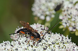 Hoplocryptus bellosus (Schlupfwespe) auf Zwerg-Mutterwurz (Ligusticum mutellinoides) (F190533)