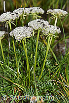 Zwerg-Mutterwurz (Ligusticum mutellinoides) (F190534)