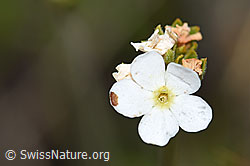 Stumpfblättriger Mannsschild (Androsace obtusifolia) (F190540)