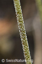 Stumpfblättriger Mannsschild (Androsace obtusifolia) (F190541)