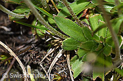Stumpfblättriger Mannsschild (Androsace obtusifolia) (F190542)