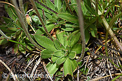 Stumpfblättriger Mannsschild (Androsace obtusifolia) (F190543)