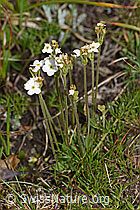 Stumpfblättriger Mannsschild (Androsace obtusifolia) (F190544)
