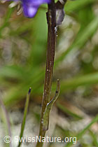F190552: Halbkugelige Rapunzel (Phyteuma hemisphaericum)