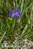 Halbkugelige Rapunzel (Phyteuma hemisphaericum) (08.08.2021, F190553)