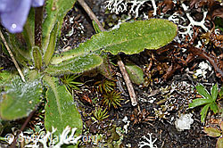 Bärtige Glockenblume (Campanula barbata) (F190561)