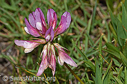F190567: Alpen-Klee (Trifolium alpinum)