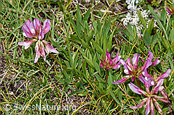 F190569: Alpen-Klee (Trifolium alpinum)