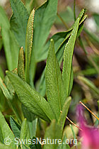 F190570: Alpen-Klee (Trifolium alpinum)