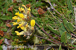 Alpen-Wundklee (Anthyllis vulneraria ssp. alpestris) (08.08.2021, F190572)