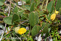 F190573: Alpen-Wundklee (Anthyllis vulneraria ssp. alpestris)