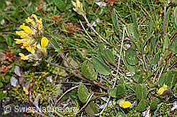 Alpen-Wundklee (Anthyllis vulneraria ssp. alpestris) (08.08.2021, F190576)