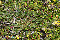 F190577: Alpen-Wundklee (Anthyllis vulneraria ssp. alpestris)