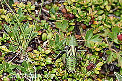Warzenbeisser (Decticus verrucivorus) (08.08.2021, F190578)