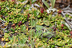 Warzenbeisser (Decticus verrucivorus) (08.08.2021, F190580)