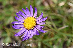 Alpen-Aster (Aster alpinus) (F190582)