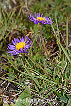 Alpen-Aster (Aster alpinus) (F190586)