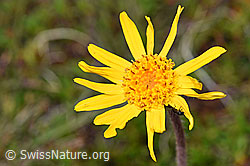 Arnika (Arnica montana) (08.08.2021, F190588)