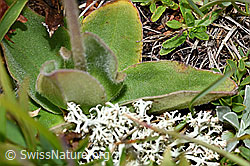F190592: Arnika (Arnica montana)
