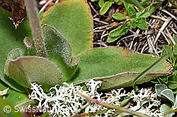 F190593: Arnika (Arnica montana)