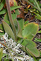 F190594: Arnika (Arnica montana)