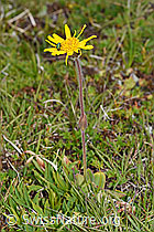 Arnika (Arnica montana) (08.08.2021, F190595)