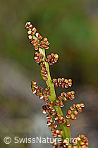 F190609: Echte Mondraute (Botrychium lunaria)