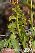 F190610: Echte Mondraute (Botrychium lunaria)