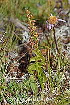 F190611: Echte Mondraute (Botrychium lunaria)