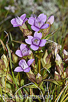 Feld-Enzian (Gentiana campestris) (08.08.2021, F190617)