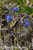 Schnee-Enzian (Gentiana nivalis) (08.08.2021, F190622)