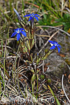 Schnee-Enzian (Gentiana nivalis) (F190627)