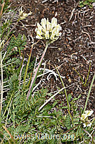 Alpen-Spitzkiel (Oxytropis campestris) (08.08.2021, F190636)