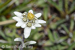 Edelweiss (Leontopodium alpinum) (F190637)